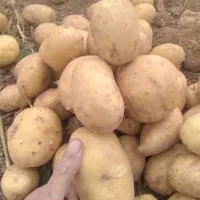 سیب زمینی درجه یک از دست کشاورز