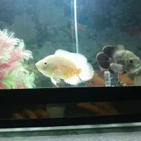 ماهی گوشت خوار اسکار و جوئل