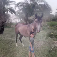 نریان خالص