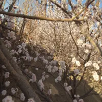 ویلا باغ مدرن