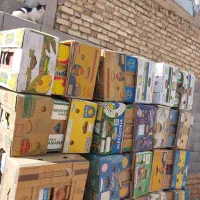 فروش کارتن موزی