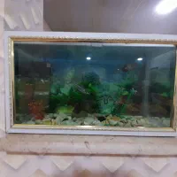 آکواریوم اندازه ۶۵×۳۰|ماهی|ملکان, |دیوار