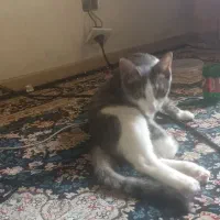 گربه خونگی گمشده با مژدگانی|حیوانات|رباط‌کریم, مسکن مهر آبشناسان|دیوار