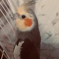 عروس هلندی|پرنده|قدس, شهر‌قدس|دیوار