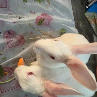 یک جفت خرگوش خانگی با مزه|موش و خرگوش|شیراز, لاله|دیوار