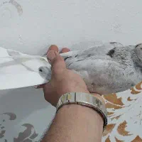کوهی دمسفیدهیچ پری وماده کوهی|پرنده|سوسنگرد, |دیوار