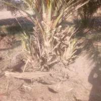 فروش پاجوش نخل مضافتی