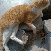 گربه|گربه|مشهد, حجت|دیوار