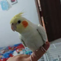 پرنده عروس هلندی