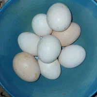 تخم نطفه دار