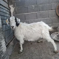 بز کل|حیوانات مزرعه|مشهد, سیس‌آباد|دیوار