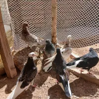 کفتر پرشی