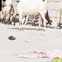 بزوکهره
