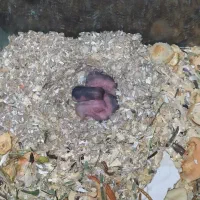 همستر کمپل|موش و خرگوش|تهران, بریانک|دیوار