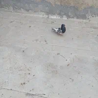 کبوتر رنگی درماهشهر