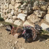 بوقلمون گوشتی درجه یک