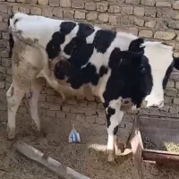 گوساله نر و ماده