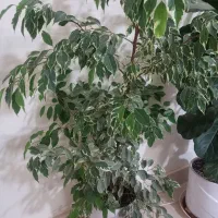 گل طبیعی|گل و گیاه طبیعی|تربتحیدریه, ۴۵ متری|دیوار