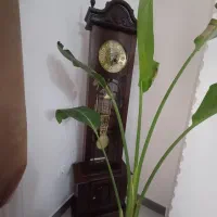 ساعت کنار سالنی|ساعت دیواری و تزئینی|قائمشهر, |دیوار