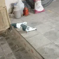 کفتر کله سیاه