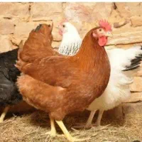 مرغ تخمگذار وگوشتی