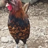 خروس لهستانی