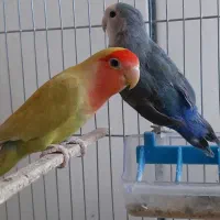 طوطی کوتوله برزیلی با تخم