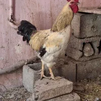 خروس