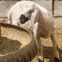 بره نر محلی کوچک 1عدد