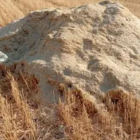 کاه گندم آبی