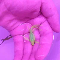 ماهی زبرا هیبرید