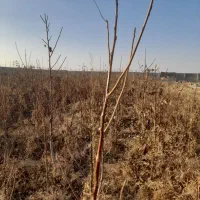 باسلام خدمت باغداران کشاورزان عزیز تعداد ۴۰۰۰گردو|خدمات باغبانی و درختکاری|چناران, |دیوار