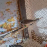 فنچ کاکلی|پرنده|پاکدشت, شهرک انقلاب|دیوار