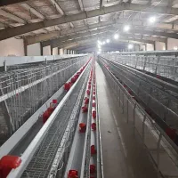 تجهیزات مرغداری قفس مرغ تخمگذار|حیوانات مزرعه|آبگرم, |دیوار