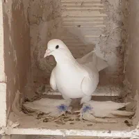 کفتر لوتی نر