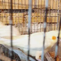 عروس هلندی|پرنده|کارون, |دیوار