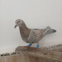 کبوتر هفرنگ وقارا