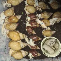 فروش مولد عسلی و قهوه ای