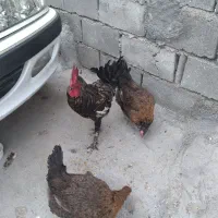 مرغ و خروس دونه ای یک میلیون