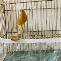 قناری نر|پرنده|ماهدشت, |دیوار