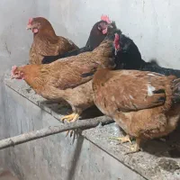 مرغ محلی|حیوانات مزرعه|کنگاور, |دیوار