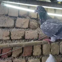 فروش پرنده|پرنده|محمدیه-قزوین, |دیوار