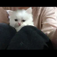 گربه پرشین سفید|گربه|گنبد کاووس, |دیوار