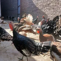 بوقلمون برنز بوربون و جوحه برهما