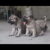 سگ سرابی|سگ|ترکمانچای, |دیوار