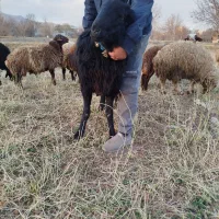 بره قوچ|حیوانات مزرعه|اراک, |دیوار