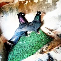 کبوترر زاغ اصل