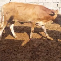 نرگا تخفیف پای مامله