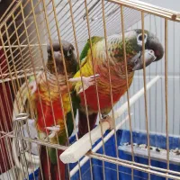 جفت مولد گرینچیک سخنگو|پرنده|سرپل ذهاب, |دیوار