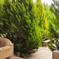 پخش درخت ودرختچه زینتی|خدمات باغبانی و درختکاری|شیراز, گویم|دیوار